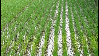 সাপের মিলন নাচ। নাগ নাগিনীর প্রেম  Doyel Agro [upl. by Anyak441]