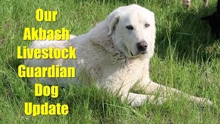 Update on Our Akbash Livestock Guardian Dog [upl. by Hannazus]