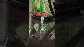 Fishless Cycle Day 34 aquariums hobby newbie dailyvlog fish [upl. by Benito96]