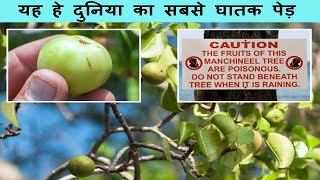 Top 8 Most Dangerous Trees In The World  दुनिया का 8 सबसे घातक पेड़ [upl. by Biddle880]