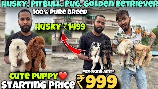 Cheapest Dogs Market In Delhi NCR  Husky German Shepherd Pitbull  Dog in 699  SK Pet Shop [upl. by Weiss]