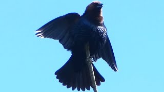 Male brownheaded cowbirds calling amp spreading wings [upl. by Eniamor]