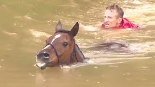 Horses Rescued From Flood Waters in Texas [upl. by Gilliam]