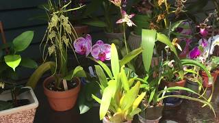 Blooming orchids in July My kings and queens of the month  Brassia oncidium  slipper orchids [upl. by Tennes]