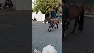 Horses of Russia Mezen breed russia moscow horse [upl. by Bashemath]