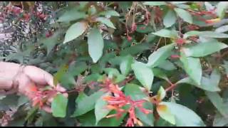 Hamelia Patens  हमेलिया पैटनस  A Brief Description  How to grow this plant  Its Care Tips [upl. by Enylorac]