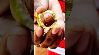 Macadamia Nuts  What are the Health Benefits [upl. by Eiduj40]