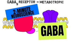 2Minute Neuroscience GABA [upl. by Eelirak]