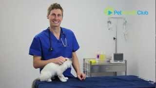 The PetHealthClub  How to put drops or medication in your cats ears [upl. by Htinek]