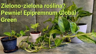 Zielonozielona roślina Pewnie Epipremnum Global Green Rodzaje Epipremnum [upl. by Nordgren]