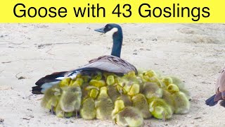 Mother Goose With 43 Goslings … A Canada Geese Gang Brood [upl. by Vilma387]