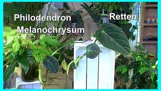 Philodendron Melanochrysum retten vermehren pflegen [upl. by Llenram]