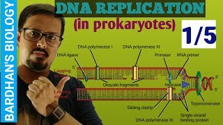 DNA REPLICATION in prokaryotes in HINDI 15 [upl. by De]