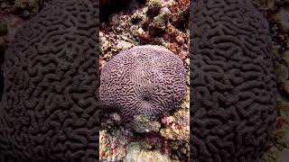 Brain Coral viral vacation marinelife holiday adventure ocean trending sea coral [upl. by Lilith]