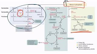 Pyrimidine Synthesis and Salvage Pathway [upl. by Inahpets]