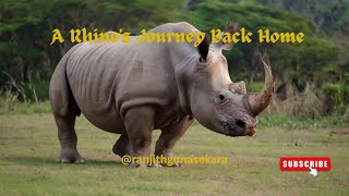 A Rhinos Journey Back Home animals nature future [upl. by Esilehc]