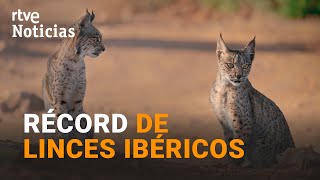 La población de LINCES IBÉRICOS supera el MILLAR de ejemplares por PRIMERA VEZ en 20 AÑOS  RTVE [upl. by Annaid]