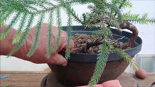 Bonsai de Araucaria [upl. by Siol686]