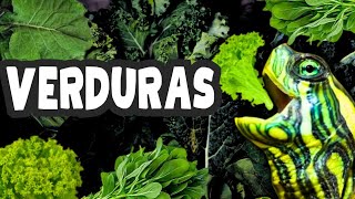 Verduras para tartaruga Tigre dágua [upl. by Turino]