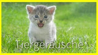 Tiergeräusche für Kinder [upl. by Mike]