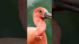 Scarlet Ibis the red water bird nature birds viral trending sound ibis [upl. by Gilberto]