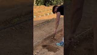 Plantando pepinos asmr satisfying huerto pepino [upl. by Oberstone519]