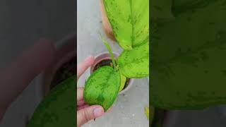 Aglaonema plant Aglaonemas are known to bring prosperity and good luckbestshorts youtubeshorts [upl. by Weisler]