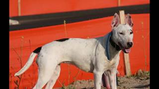 Indian Bull Terrier best breed 2018 [upl. by Ylim]