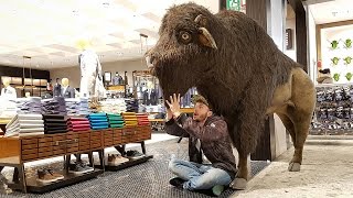 BÚFALO GIGANTE Encontramos um Búfalo de Pelúcia na Loja de Roupas [upl. by Ellenad]