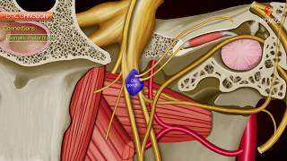 Otic ganglion  Gross anatomy  Roots and Branches  Animated anatomy [upl. by Yrneh]