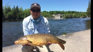 Carp Fishing River Dams Peterborough Kawartha Ontario [upl. by Neeloc474]