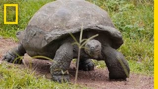 Worlds Biggest Tortoise Can Live Up to 120 Years  National Geographic [upl. by Benni]