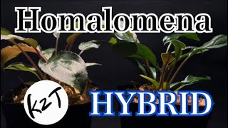 【第69話】「Homalomema HYBRID」 [upl. by Namlas]