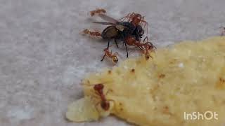 Red big headed ants vs Fly ants insects viral video battle eating [upl. by Bari]