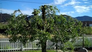 How to Prune a Pear tree [upl. by Hound]