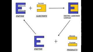 Mechanism of Enzyme Action [upl. by Haimaj263]