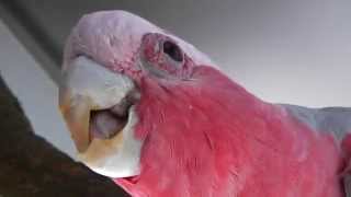 Galah showing off for the camera Rose Breasted Cockatoo [upl. by Naujad]