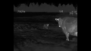 Rancher has a HUGE Coyote Problem  45 Coyotes down with the HD Iray RS75 Thermal [upl. by Tiffa]