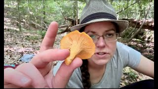 Where can I hunt chanterelles Mushroom hunting rules amp habitats  Cantharellus velutinus deep dive [upl. by Weigle979]