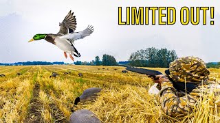 SOLO 410 DUCK HUNT CHALLENGE Banded Mallard [upl. by Yenettirb]