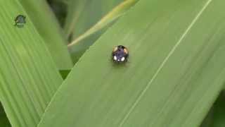 COCCINELLE à 2 Points  Adalia bipunctata  En Limousin  BRUITX [upl. by Yromas450]