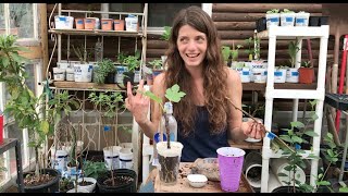 Greenhouse Notes Rooting Fruit Tree Cuttings [upl. by Arraeis526]