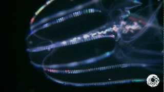 The Lovely Lobed Comb Jelly [upl. by Nide]