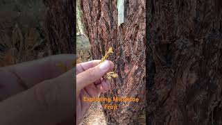 Exploding fruit from dwarf mistletoe in the Tahoe forest “Arceuthobium sp” [upl. by Notnyw]