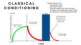 Classical ConditioningAcquisition ExtinctionSpontaneous Recovery Generalisation amp Discrimination [upl. by Nellda]