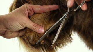 ALAA Australian Labradoodle Grooming Demo [upl. by Lawson]