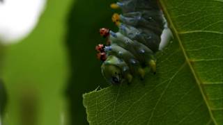 Cecropia Caterpillar Chewing Cherry [upl. by Drescher]