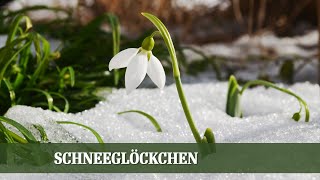 Schneeglöckchen  Alles über die beliebten Frühlingsboten [upl. by Karita508]