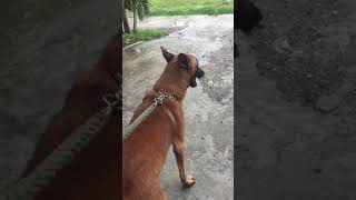 Belgian Malinois Barking [upl. by Cassandry]