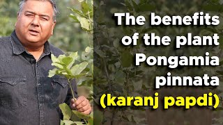 What are the benefits of the tree Pongamia Pinnata Karanj Papdi [upl. by Jordanna]